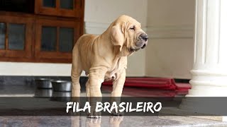 Fila Brasiliero Puppies ready in India  Mastiffs from Brazil  Brazilian Mastiff Puppy BoskysKennel [upl. by Zeitler]