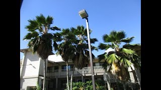 Pritchardia amp Washingtonia Palms line street in Lahaina [upl. by Hansiain554]