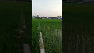 গ্রামের অপরুপ দৃশ্য nature villagenaturalbeauty foryoupage viralshotsvideo [upl. by Yanahs173]