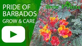 Pride of barbados  grow amp care Caesalpinia pulcherrima [upl. by Aicenra779]