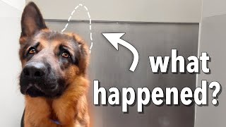 No one wanted the one eared dog until this happened  Vince Pupdate [upl. by Dez]