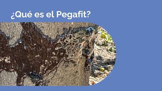 ¿Qué es el Pegafit [upl. by Mit]