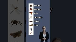 Insects Vocabulary P2 English Stories [upl. by Siddra]