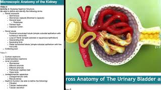 Microscopic anatomy of the kidney [upl. by Zeret]