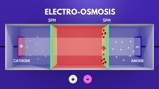 Electrosmosis Animation Video Play Chemistry [upl. by Alisen36]