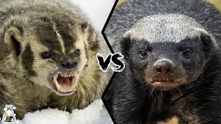 American Badger vs Honey Badger  Which is Tougher and Could Win a Fight [upl. by Tillinger807]