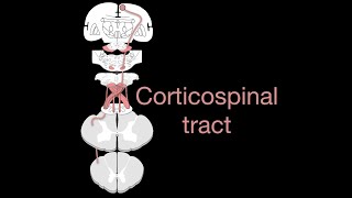 Corticospinal tract [upl. by Adolphus645]