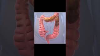 Movimientos Peristálticos Peristalsis Motilidad Intestinal Colon [upl. by Ellehsat]