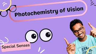 Photochemistry of Vision  Retinal Visual Cycle [upl. by Nawk]