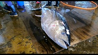 The masterful chef swiftly cut the enormous bluefin tuna with skillful hands bluefintuna cutfish [upl. by Eibot]