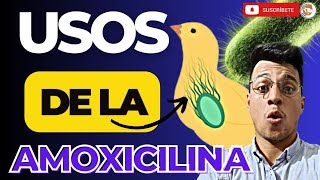 😎 La AMOXICILINA usos y dosis en los Pollos de Engorde ✍🏽 [upl. by Chladek]