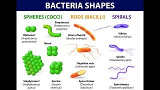 Classification of Bacteria Antibiotics  Lecture 1 [upl. by Nevar599]