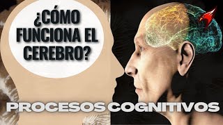 ENTENDIENDO LOS PROCESOS COGNITIVOS [upl. by Ecirtnom]