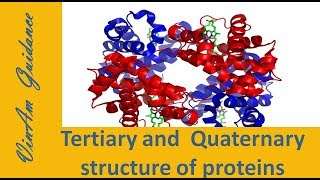 Tertiary and Quaternary Structure of Proteins [upl. by Yuri173]