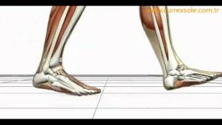 Advanced Biomechanics Overpronation Animation [upl. by Willetta]