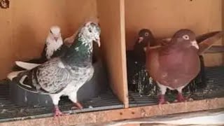 Best tippler pigeon breeder  There are 350 pigeons Amazing pigeon breeding collection [upl. by Eletnahs]