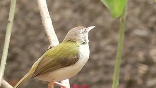 Tailor bird call  Prinia bird sound [upl. by Naor]