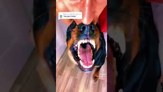 Growling Rottweiler tooth inspection Hands on [upl. by Acinorej]