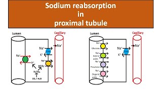 Selective Reabsorption  Part 1 Introduction [upl. by Ddene643]