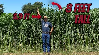 Baling 70 Acres of Sorghum that made 254 BALES [upl. by Topper763]