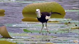 Bird Call  PheasantTailed Jacana [upl. by Landrum]