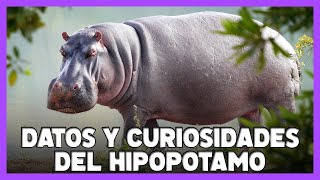 HIPOPÓTAMO Todos los Datos de este Increíble Animal 🦛 [upl. by Maddock]