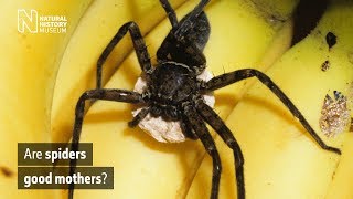 Are spiders good mothers  Natural History Museum [upl. by Berners]