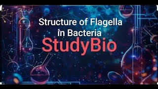 Structure of flagella in bacteria bacterialanatomy bacterialstructure [upl. by Locke]