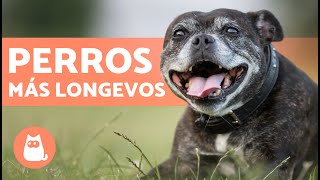 RAZAS de PERROS que VIVEN más AÑOS🐶 TOP 10 [upl. by Hollington]