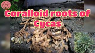 Coralloid roots of Cycas  Gymnosperm [upl. by Masson]