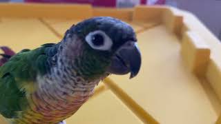 8 Minutes in the Life of a Talking Green Cheek Conure [upl. by Bernard]