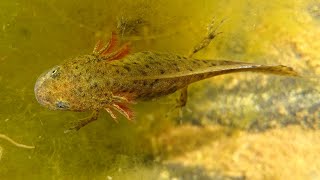 Great Crested Newt Larvae Eating Daphnia [upl. by Woodhead]