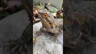 Lizzy the Bearded Dragon outside beardeddragon reptiles beardies [upl. by Yeslehc]