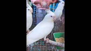 White cockatiel😍youtubeshorts sweetbirds birdslover birdsounds followerseveryone explore [upl. by Elocyn690]