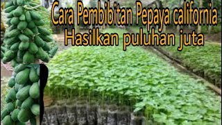 Cara pembibitan pepaya kalipornia hasilkan puluhan juta [upl. by Hedy]