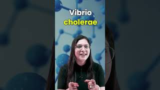 Vibrio Cholerae Causes Symptoms Prevention and Diagnosis neet garimagoel vibrio cholerae [upl. by Alejandro]