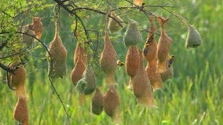 Weavers Ploceidae  The Amazing Nest Building Birds  Wadu Kurulla [upl. by Eniawtna]