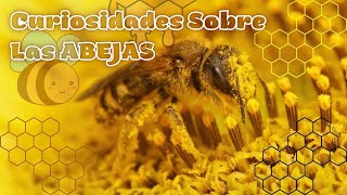 Curiosidades Increíbles Sobre las Abejas que Te Sorprenderán [upl. by Monetta]