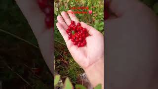 Lingonberry picking from this autumn 2024naturefinlandshorts ❤️ [upl. by Ailiec810]