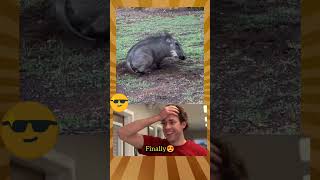 Hakuna matata Hindi timon pumba real life timonandpumbaa [upl. by Etnuhs]