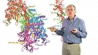 RecA structure and function  Jim Haber Brandeis [upl. by Wennerholn]