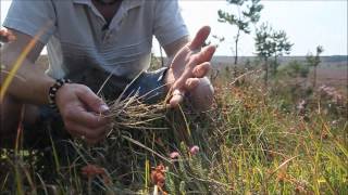 How to identify Purple Moor Grass Molinia caerulea [upl. by Nov833]