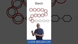 Whats the difference between monomers and polymers apbiology biochemistry [upl. by Nertie]