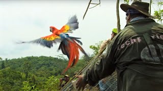 Macaws Released Into The Wild  Jungle Animal Hospital  BBC Earth [upl. by Doscher]