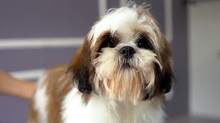 5 MONTH OLD LHASA APSO PUPPY FIRST GROOMING ✂️❤️🐶 [upl. by Edals]