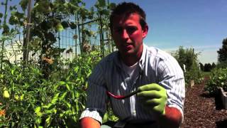 When should I harvest cayenne peppers [upl. by Zetram]