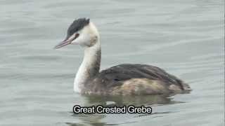 BTO Bird ID  Winter Grebes [upl. by Otrebliw90]