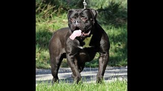 Meet the Evolution Bloodline  Olde English Bulldogge [upl. by Ayekin]