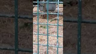 Gorillas Chilling At Howletts Wild Animal Park [upl. by Noemad]