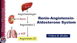 ReninAngiotensinAldosterone system [upl. by Luoar]